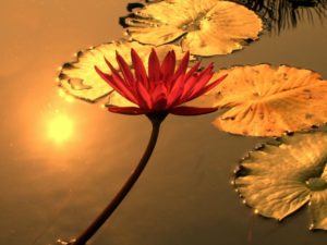 Water lily pond at sunset with red flower