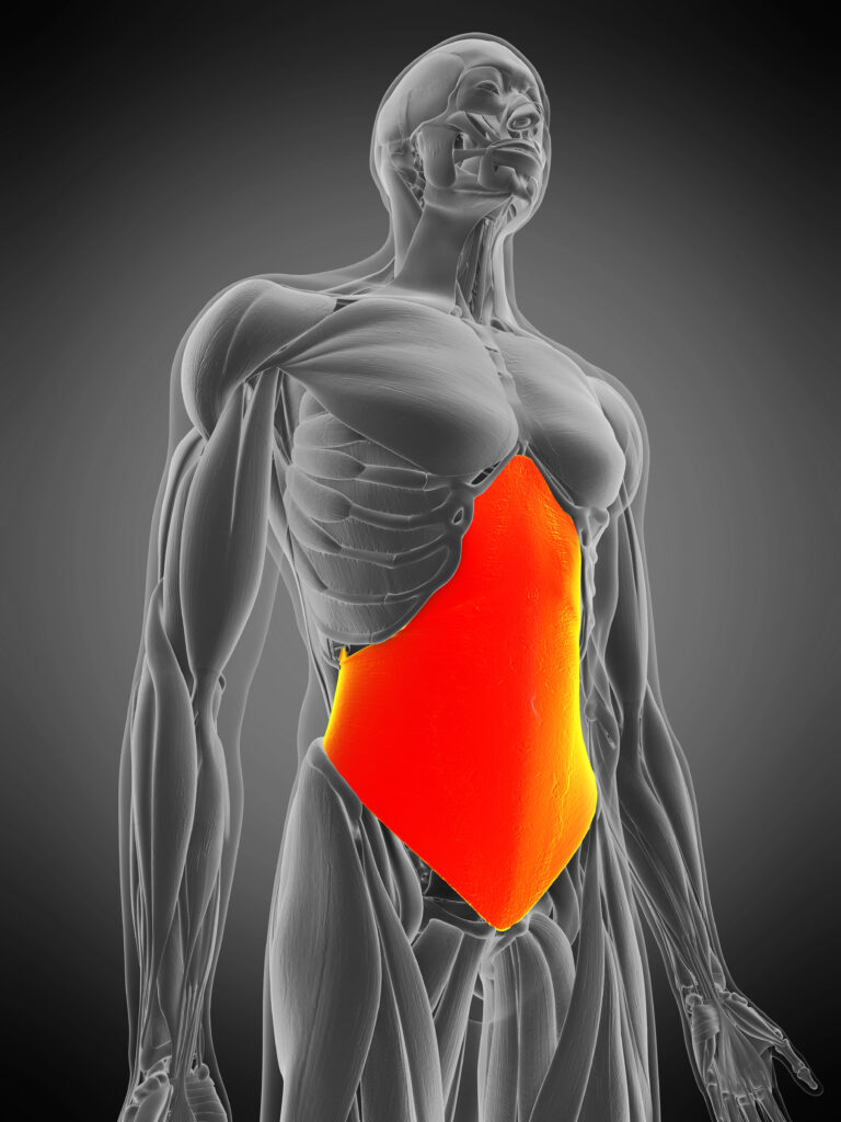 Abdominal respiratory muscles - Bend To Mend Physical Therapy