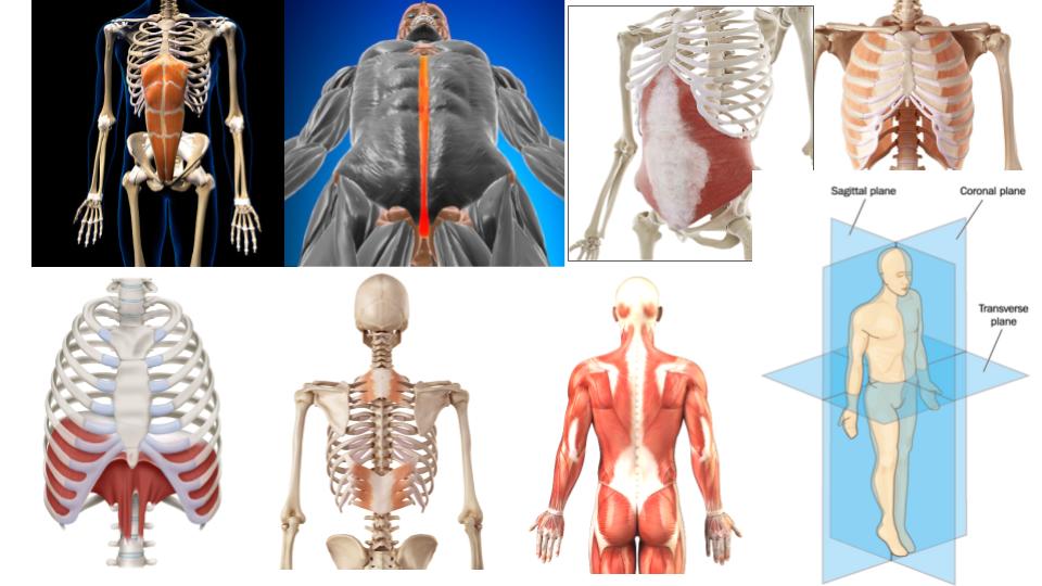 Breathing Muscles In Thoracic And Abdominal Cavities - Bend To Mend 