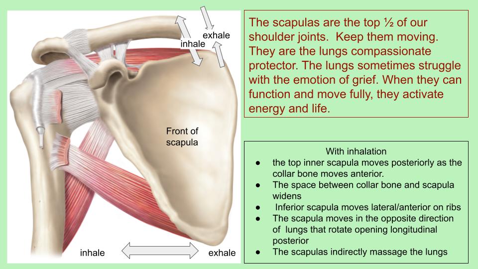 scapula movement.(1) - Bend To Mend Physical Therapy